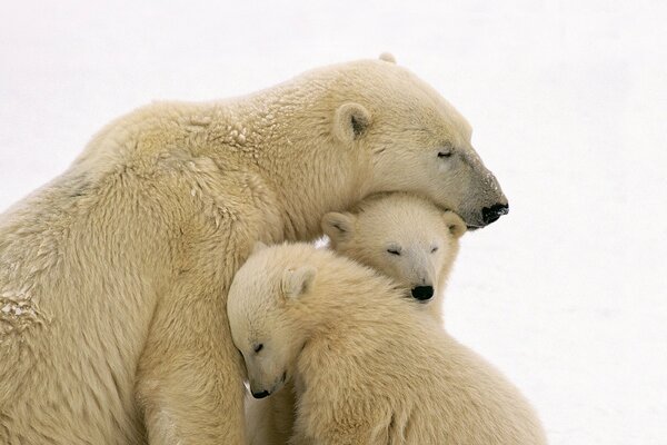 Orso polare con due cuccioli