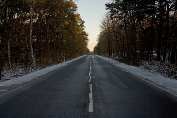 Eine leere Straße. Waldbaum