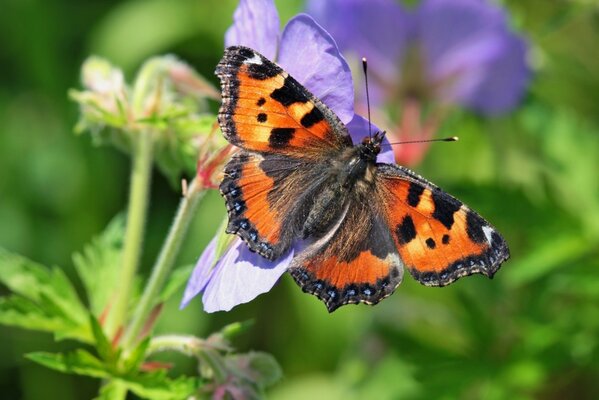 Fotografowanie makro. Motyl na kwiatku