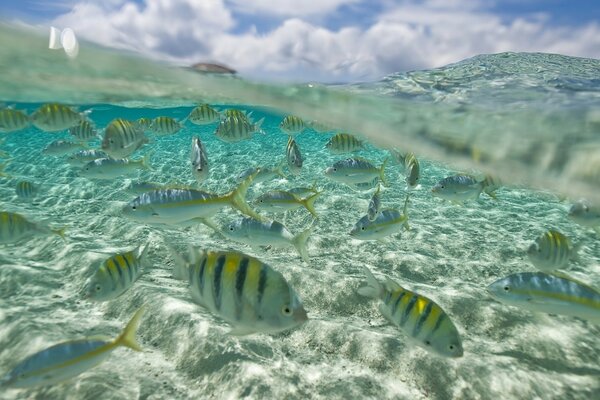 Nell oceano sott acqua, uno stormo di pesci nuota