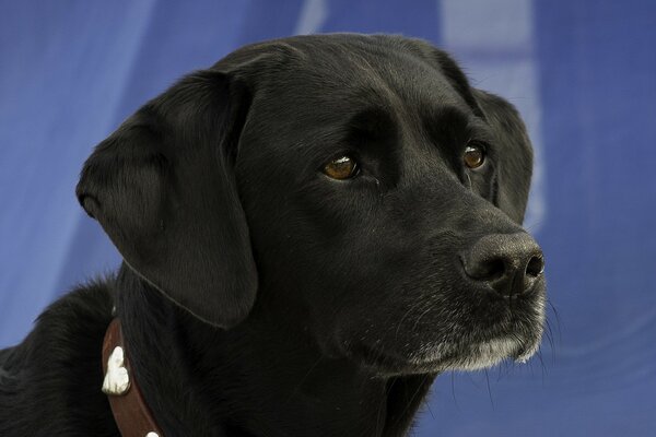 Chien noir avec des yeux tristes portrait