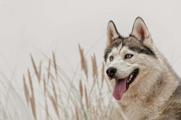 Pies husky o niebieskich oczach