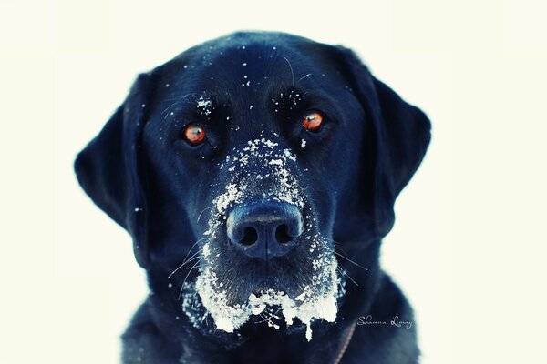 Chien noir avec des yeux de cartes et morue dans la neige