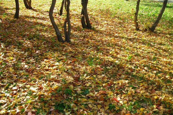 Feuilles d automne, troncs d arbres minces