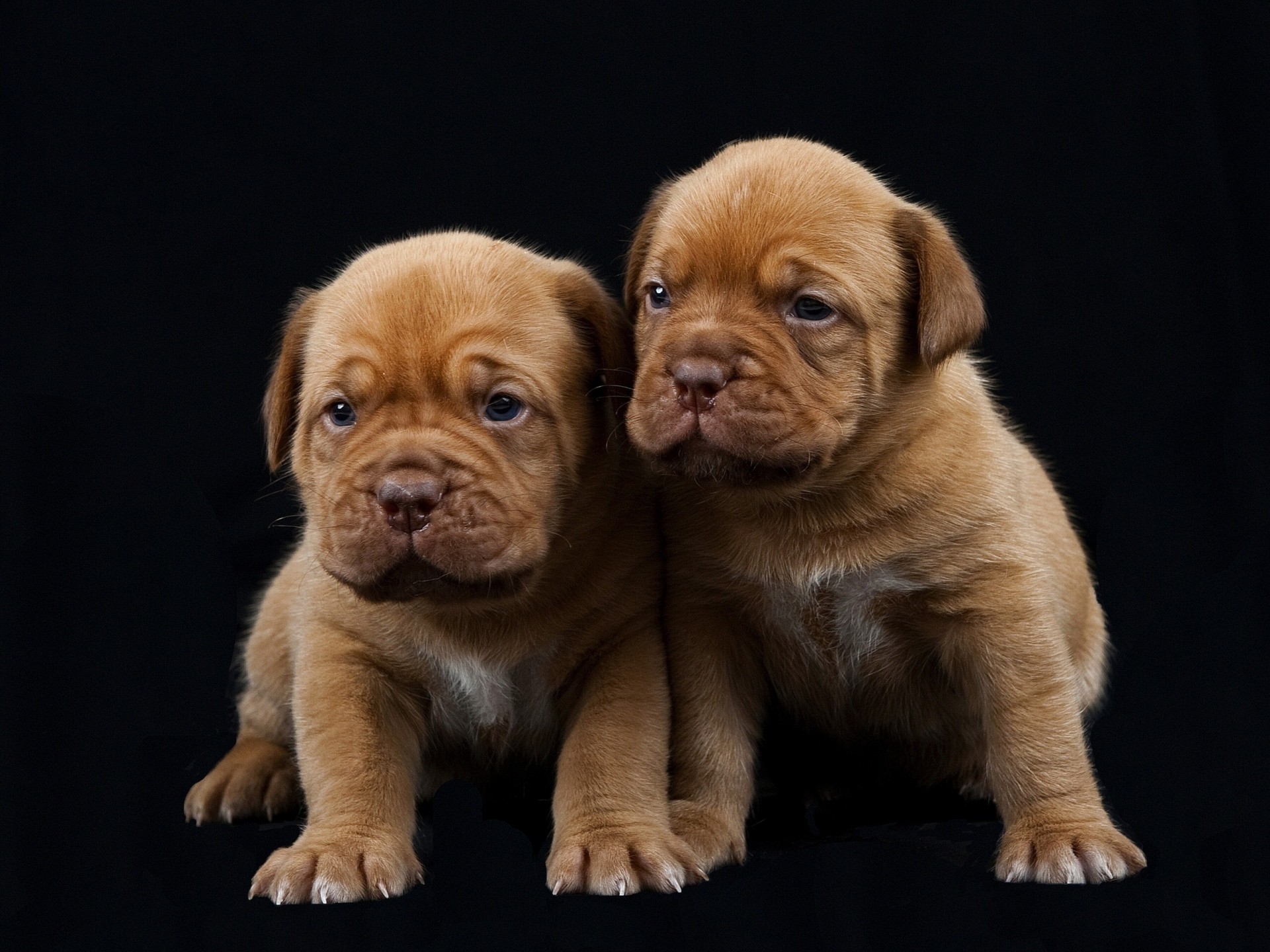 dogs dogue de bordeaux black background puppie