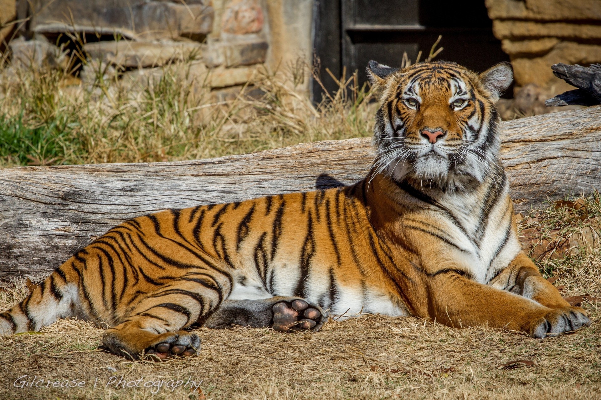 gato salvaje descanso tigre