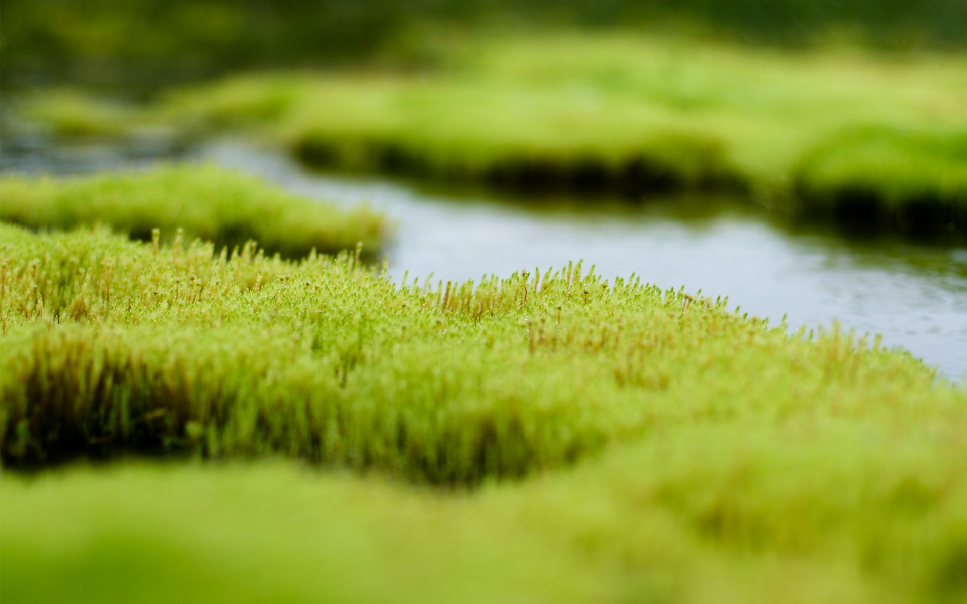 marais eau herbe verdure