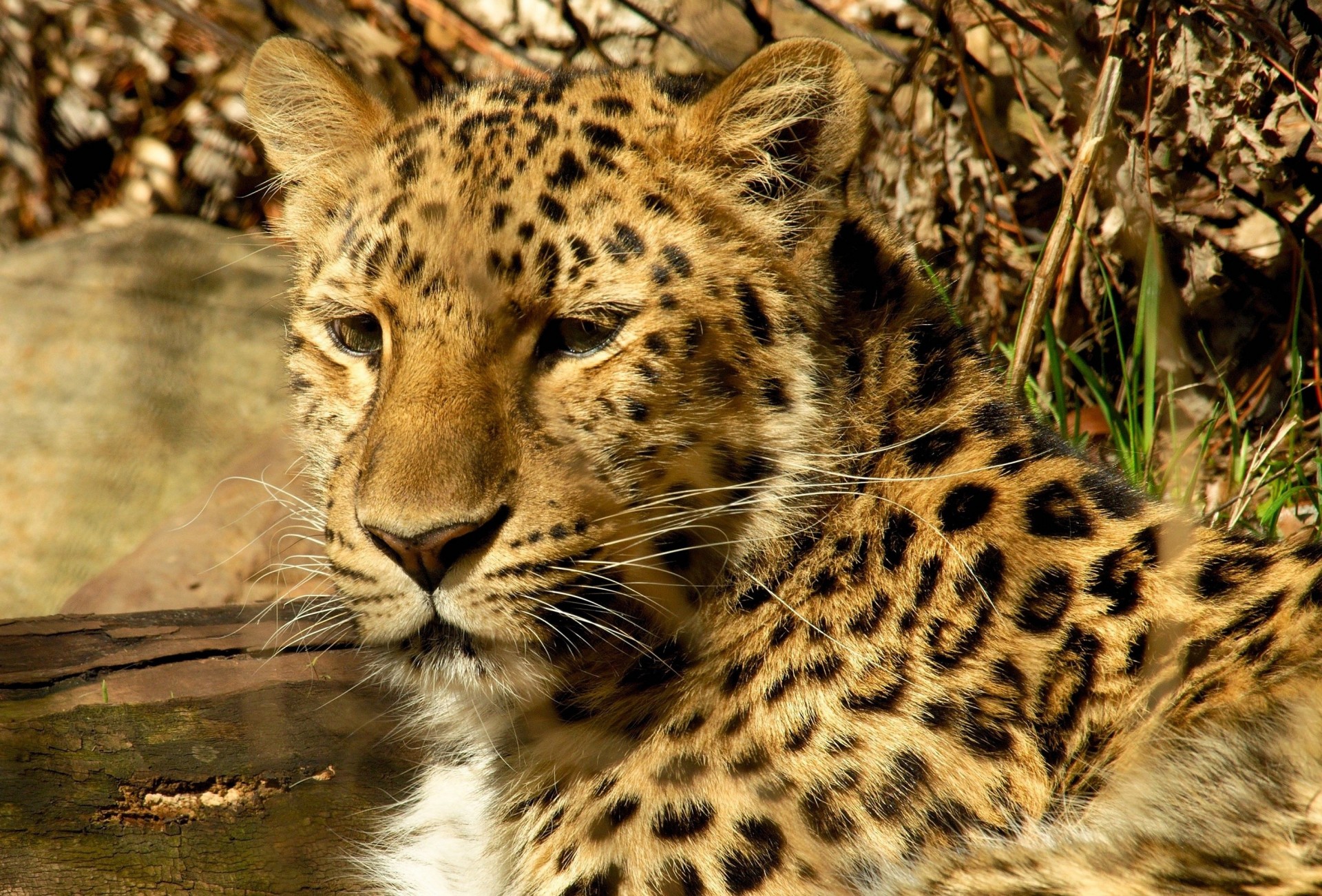 dientes gato salvaje leopardo