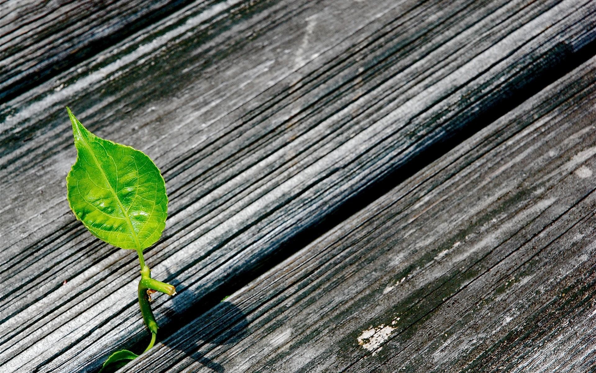 pousse feuille planches