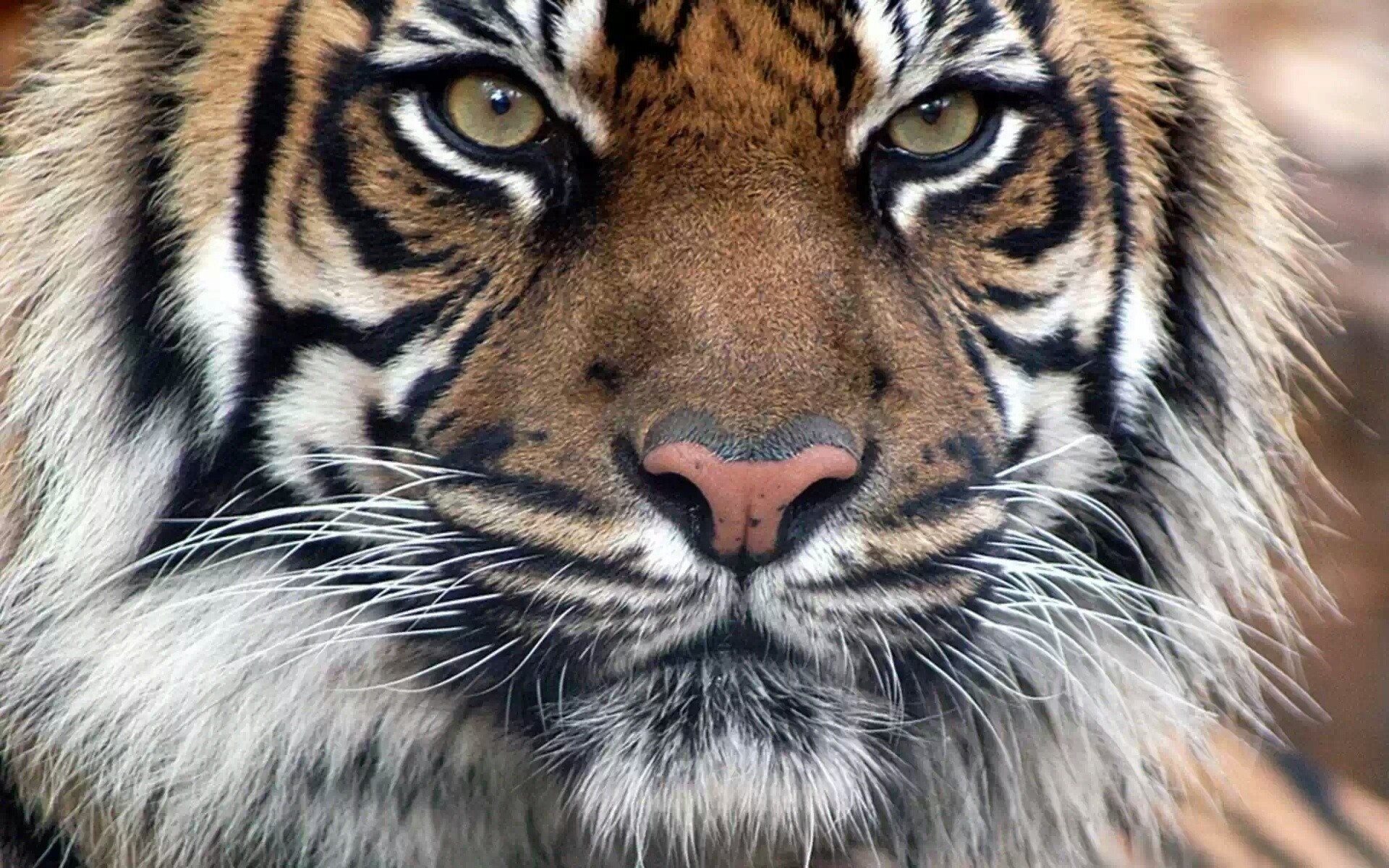 bengalí depredador tigre