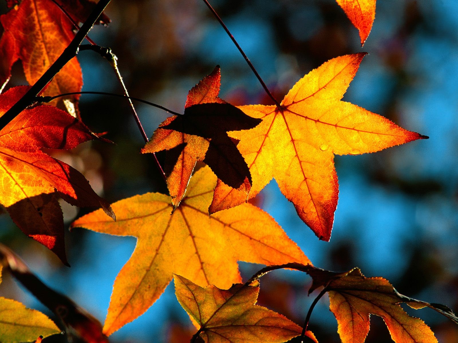 hojas arce otoño amarillo