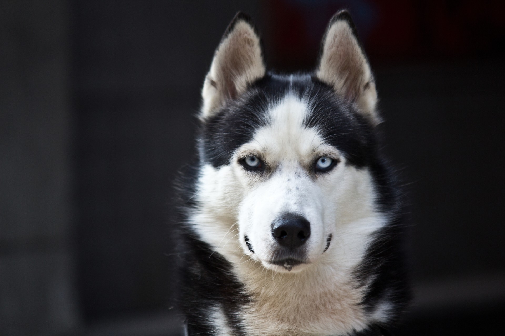 blaue augen husky niedlich schwarz weiß gefahr hund