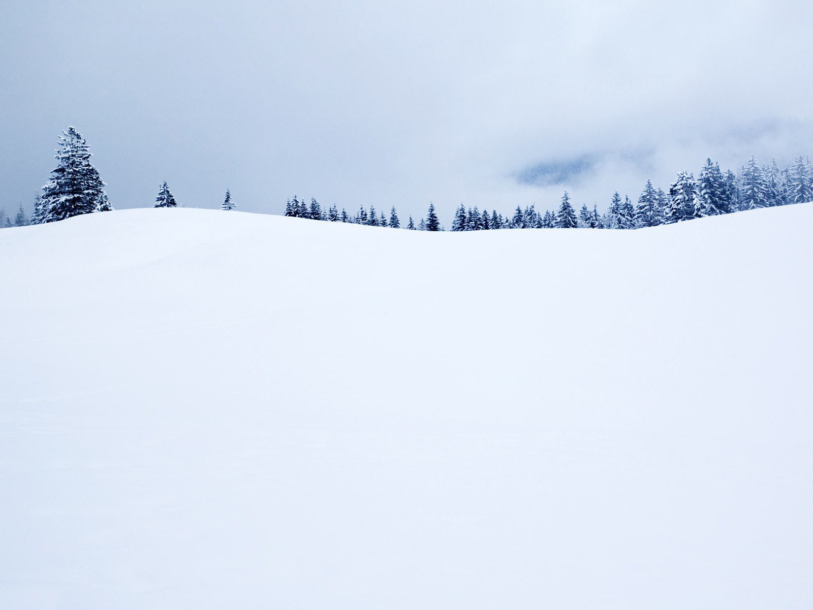 alberi di natale inverno orizzonte