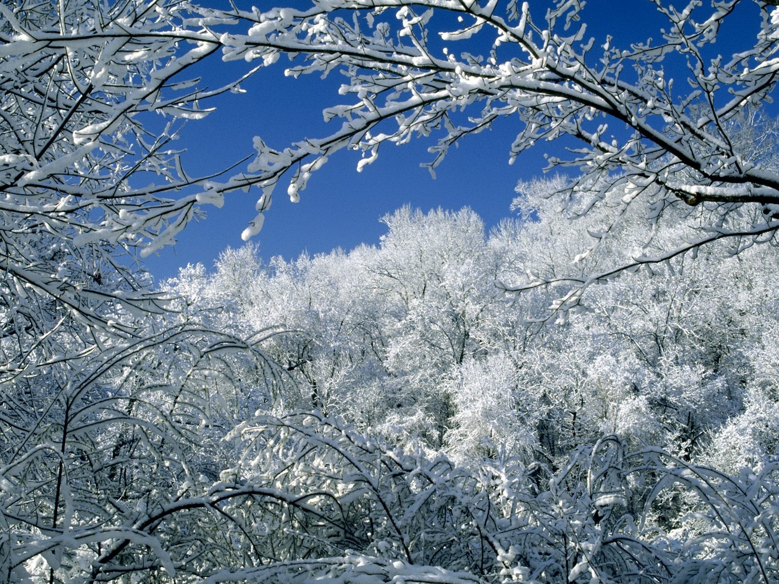 invierno bosque nieve