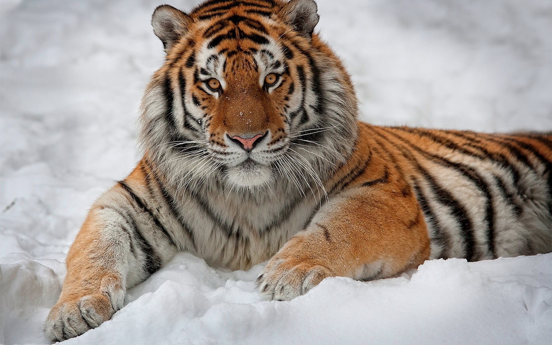 a strisce neve interesse si trova tigre bello