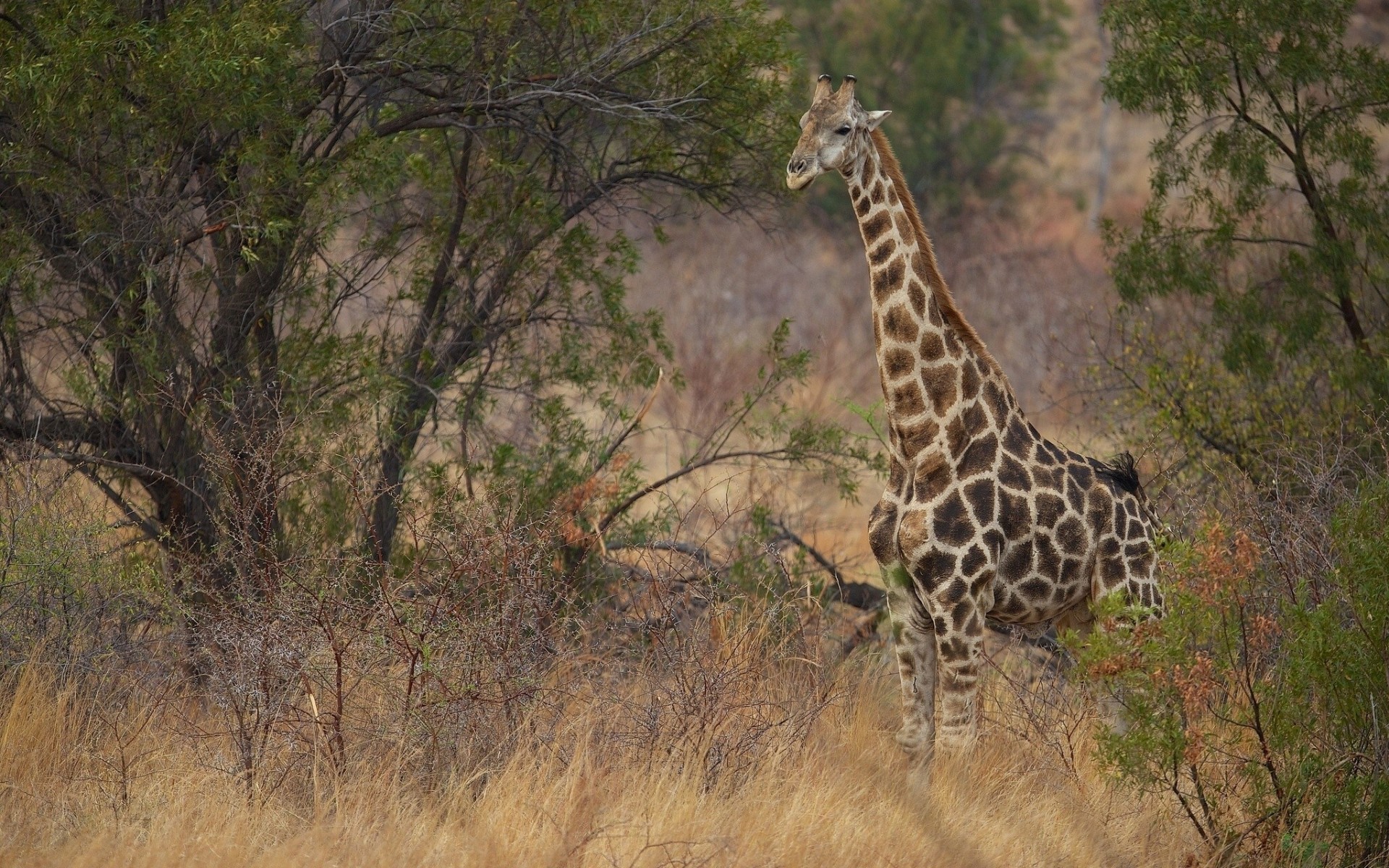 buissons girafe savane vautour