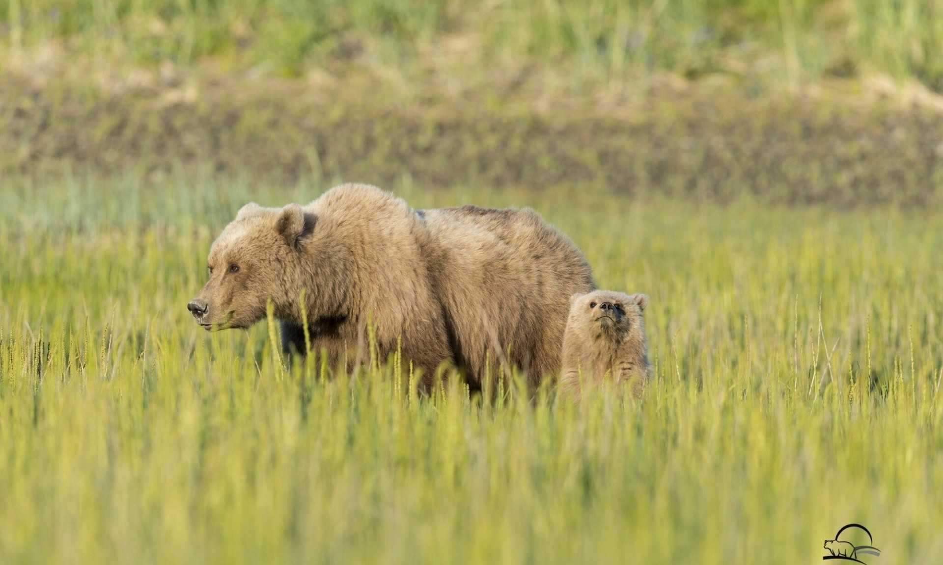 oso de peluche oso osos prado hierba