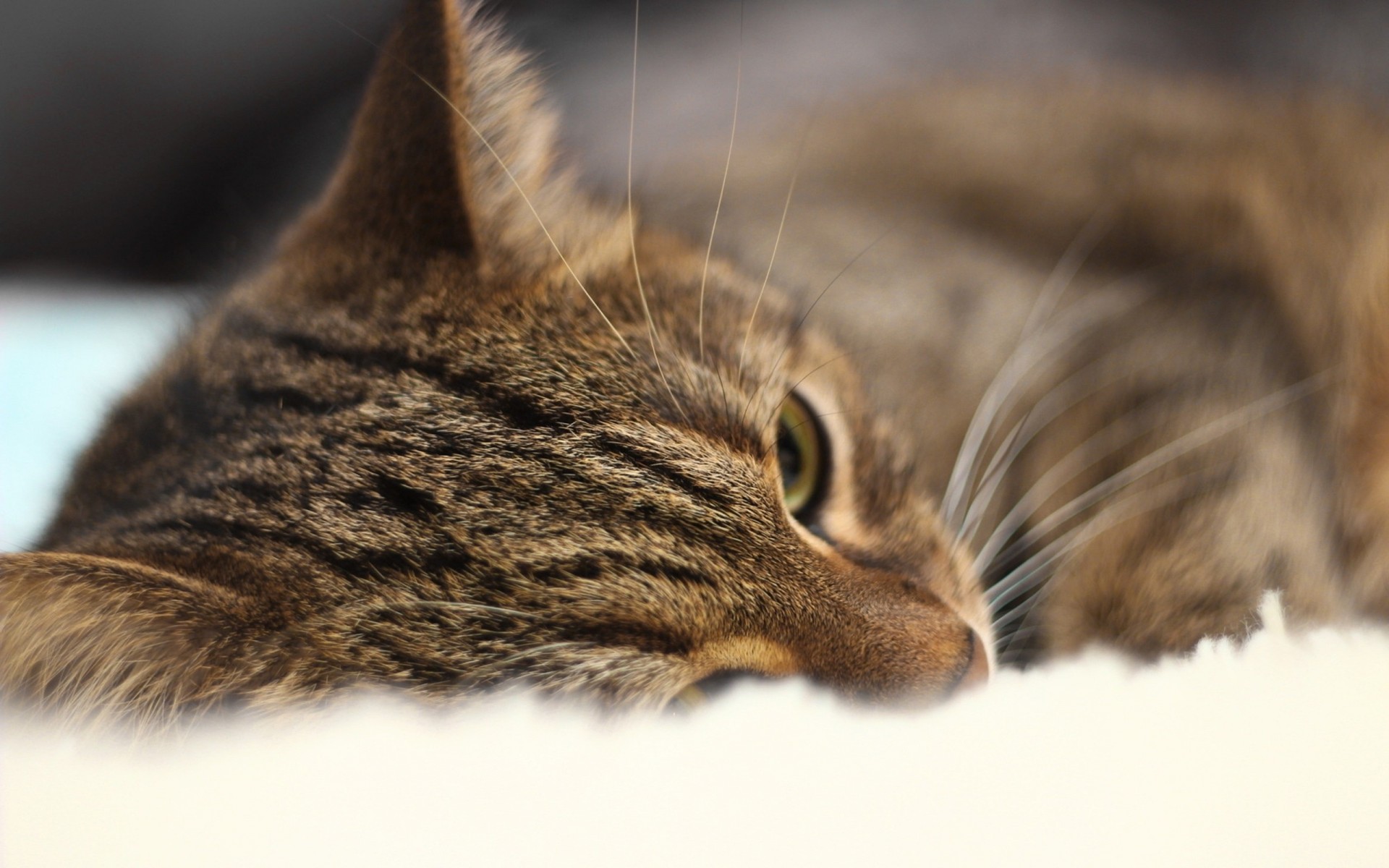 dormire close-up denti vista gatto