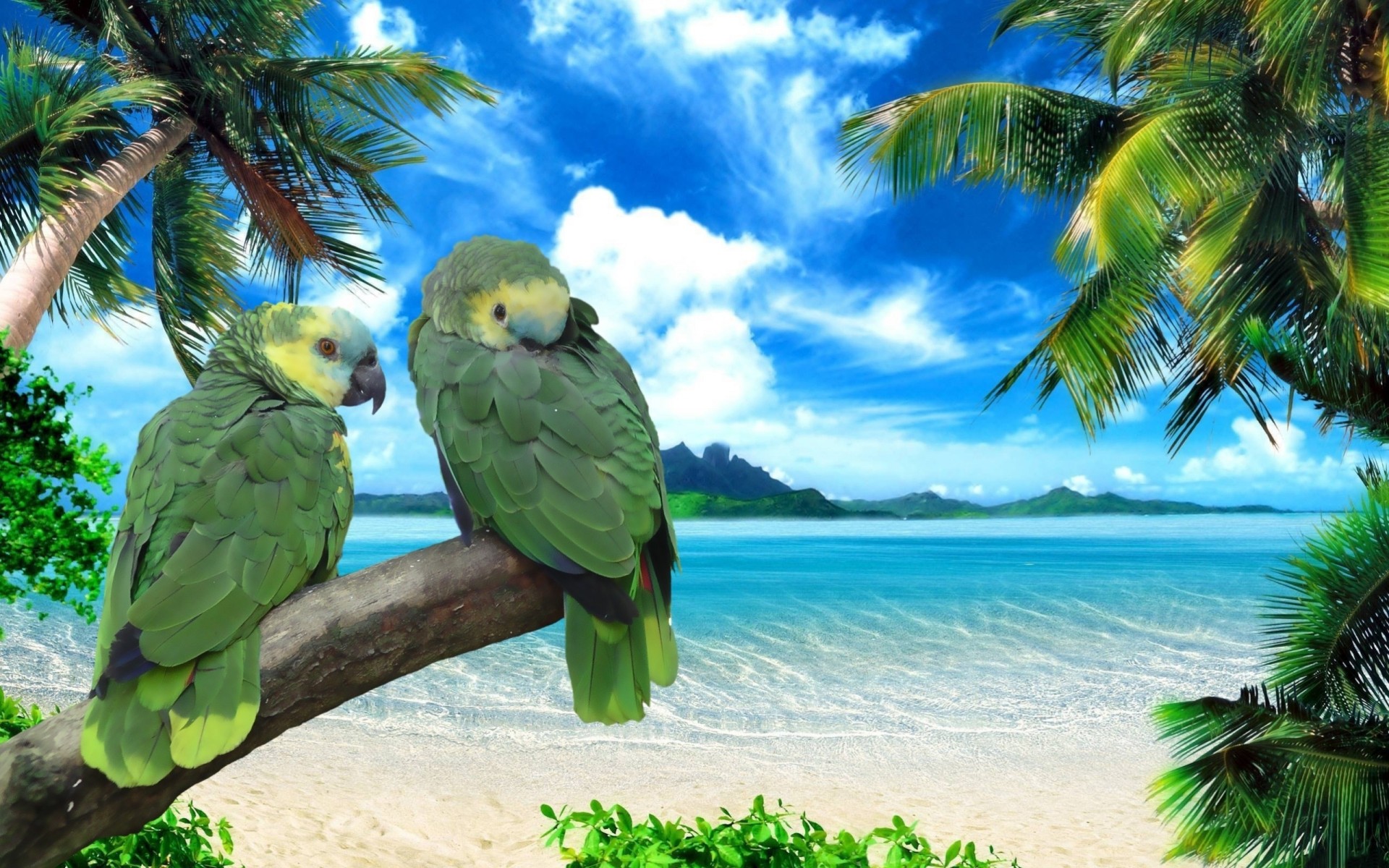 ky beach summer parrots sea the pair