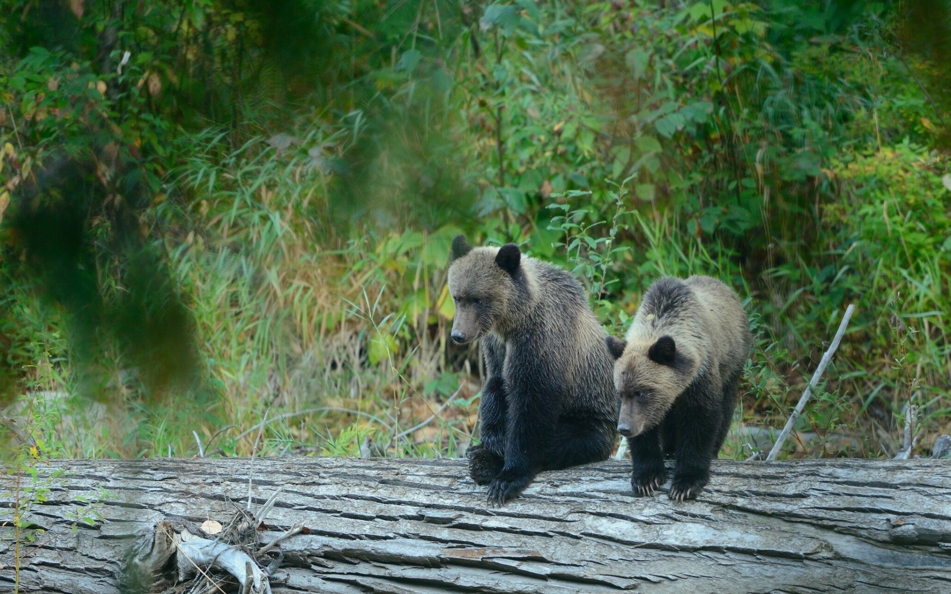 bûche ours forêt tigres grizzlis