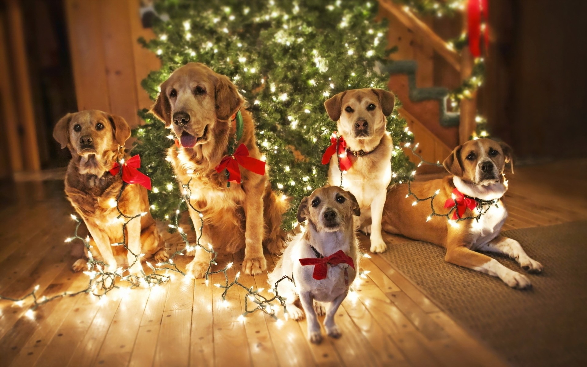 arbre de noël vacances chiens