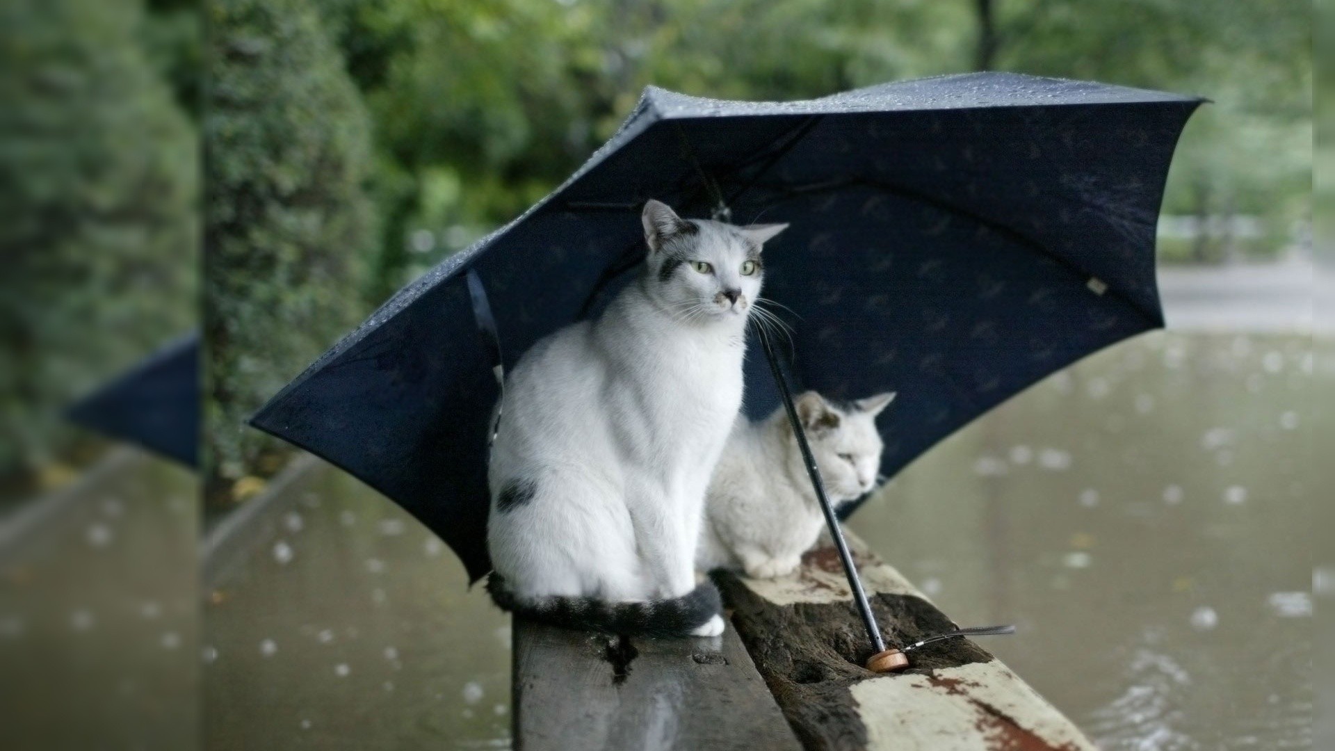 rain cats pond umbrella