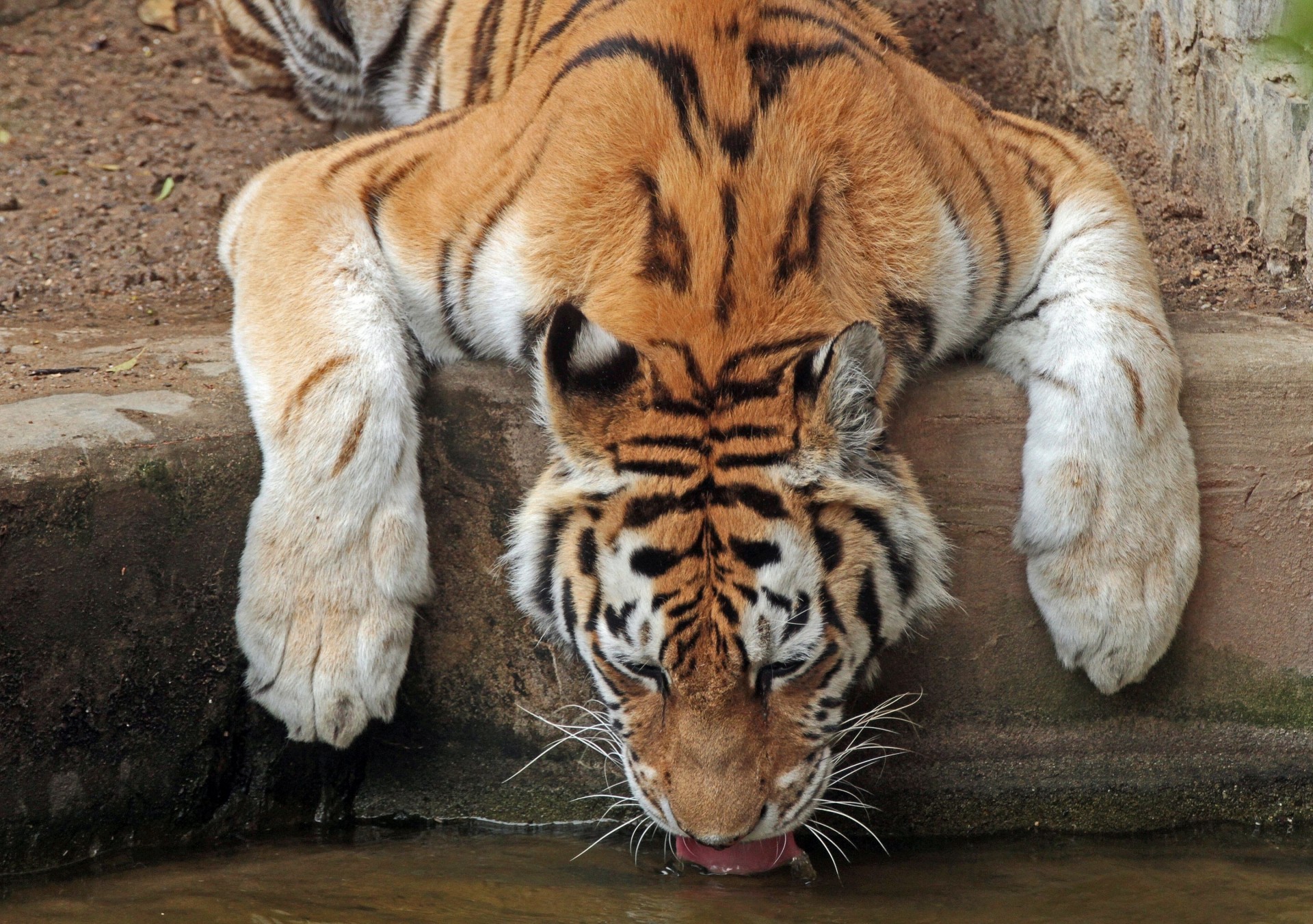 crab watering tiger