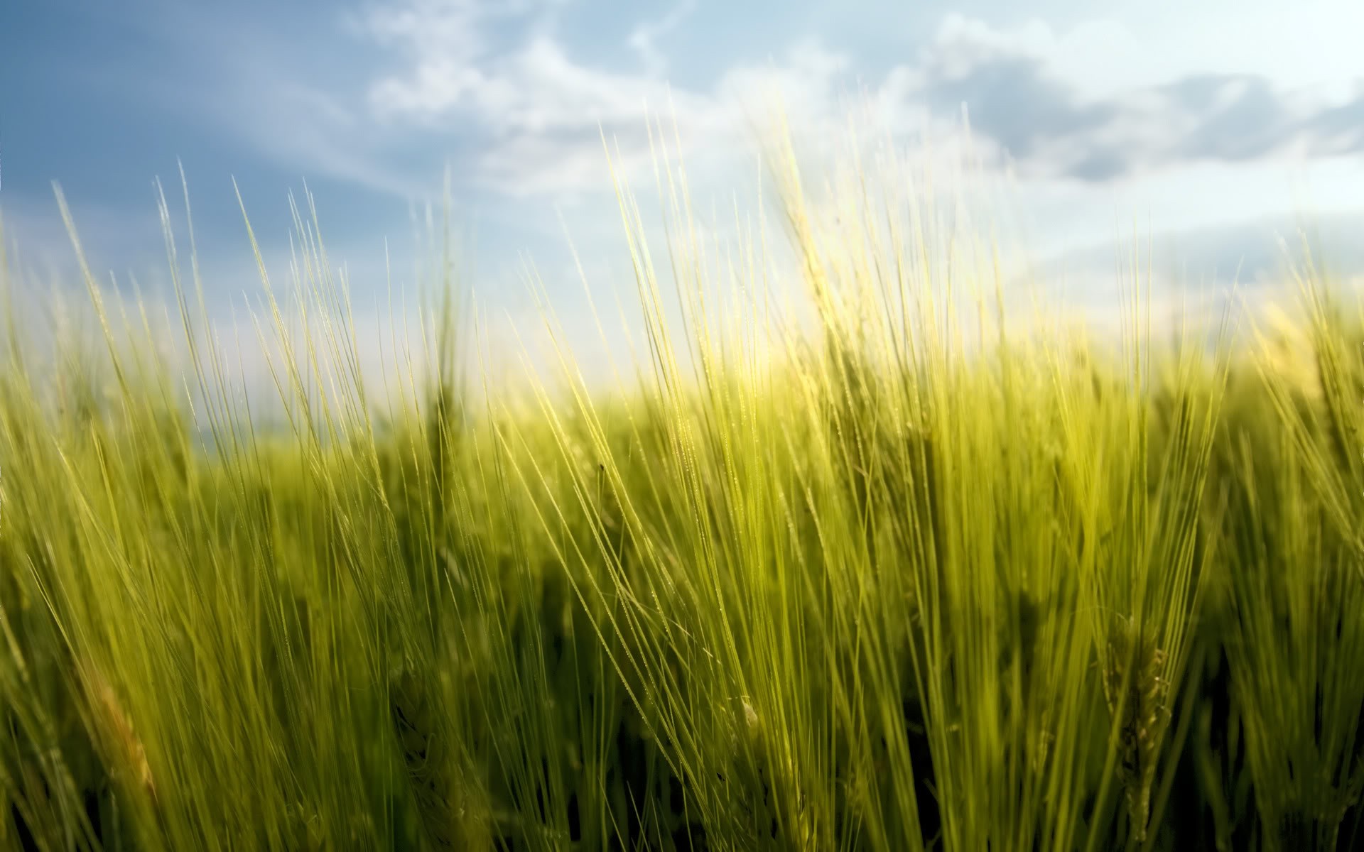 erba cielo verde