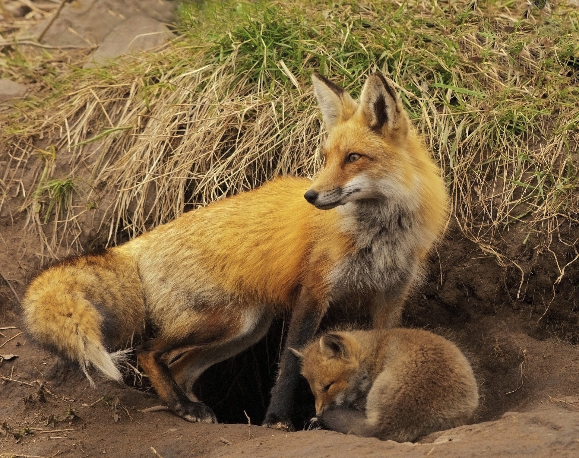 renard cheval de shire animal queue rouge