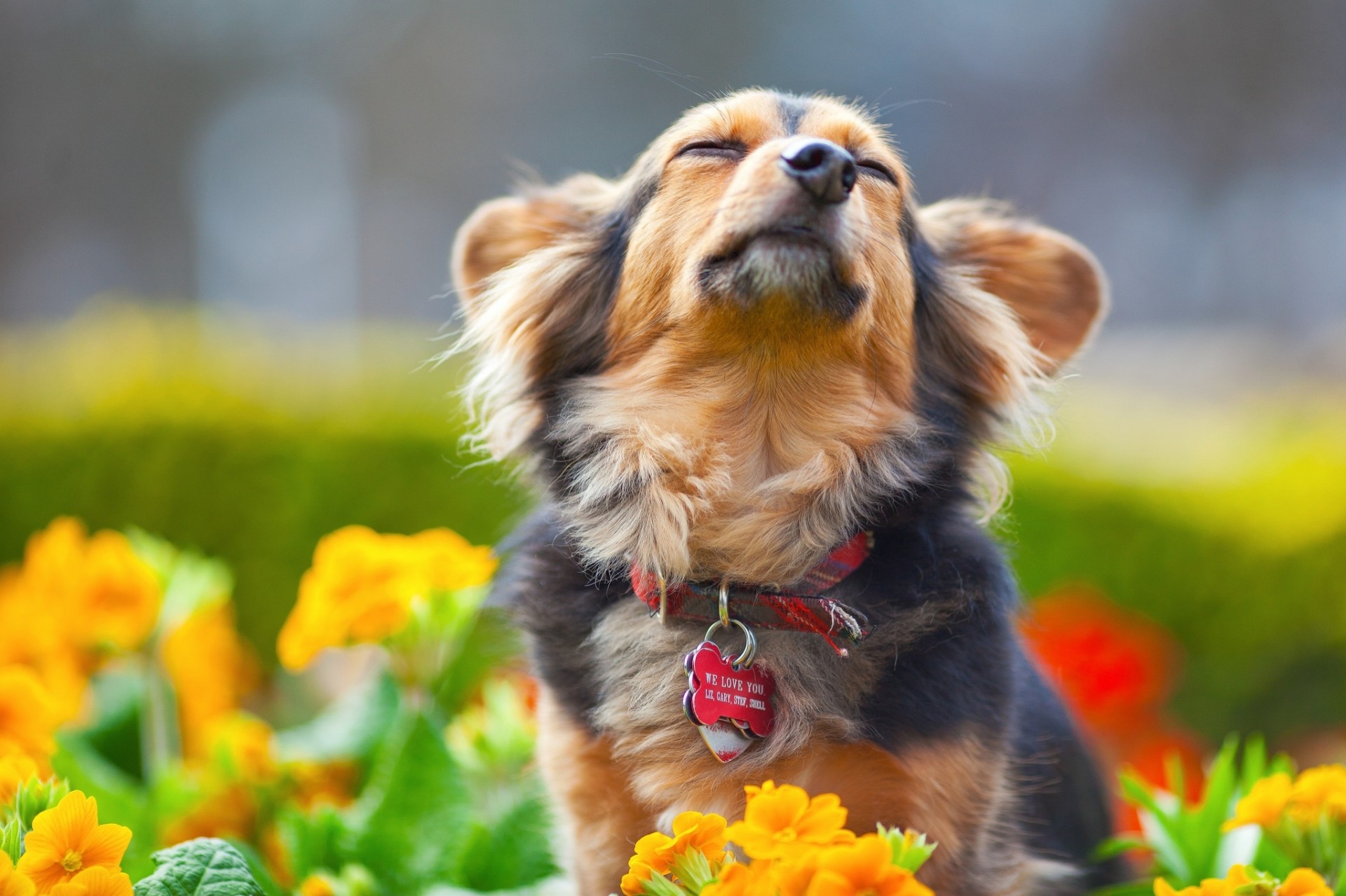 dog flower collar shayrskaya horse