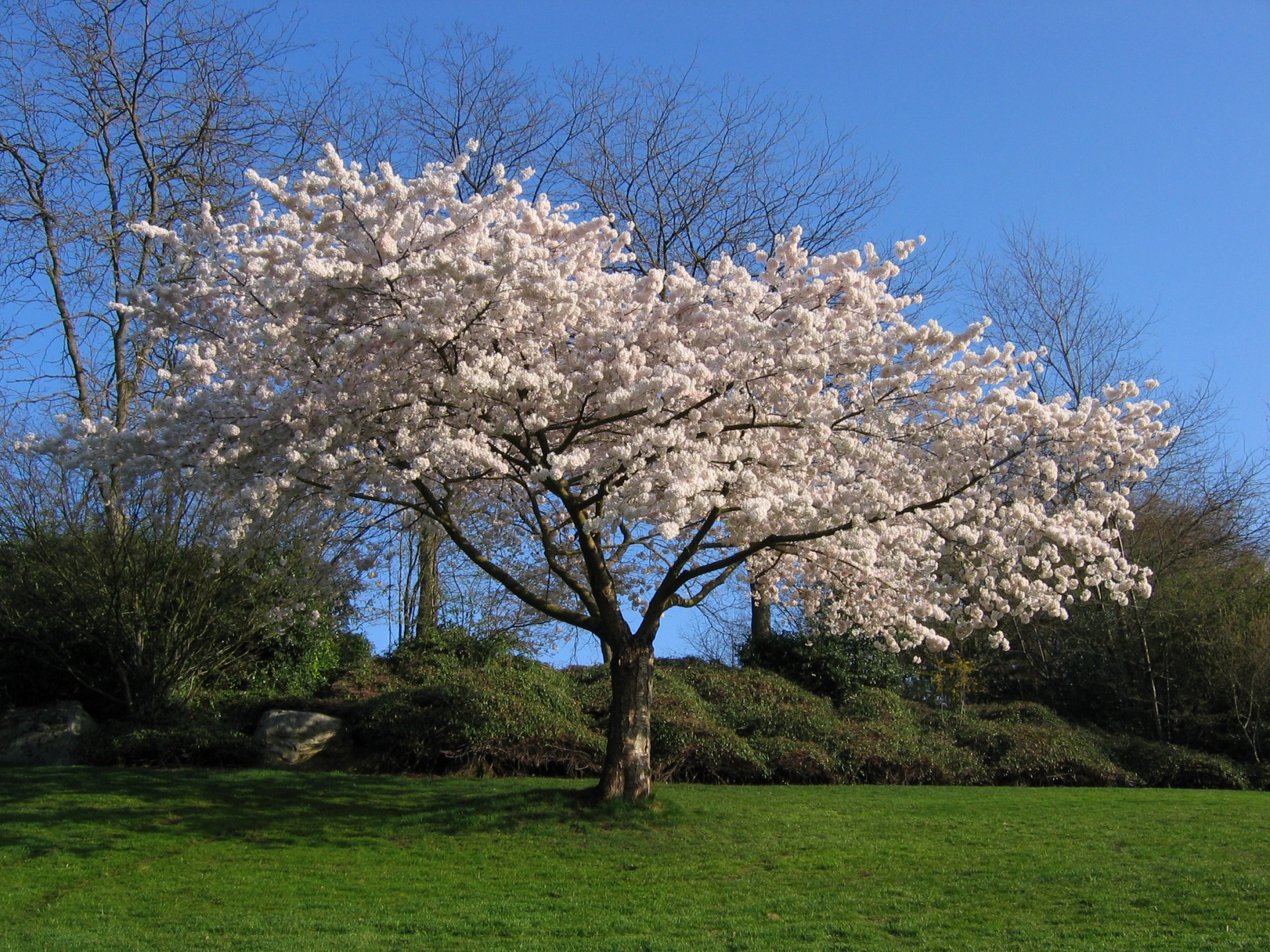 tree sakura cherry white