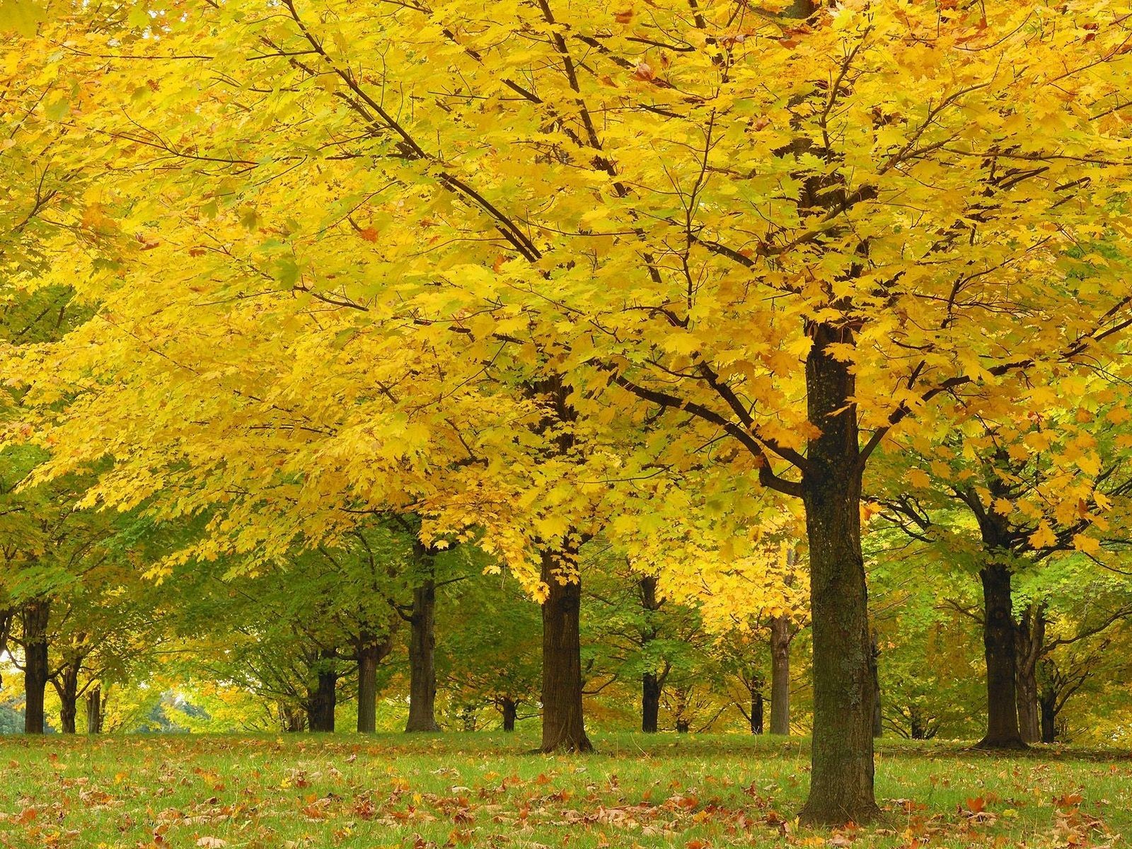 automne arbres feuilles jaune