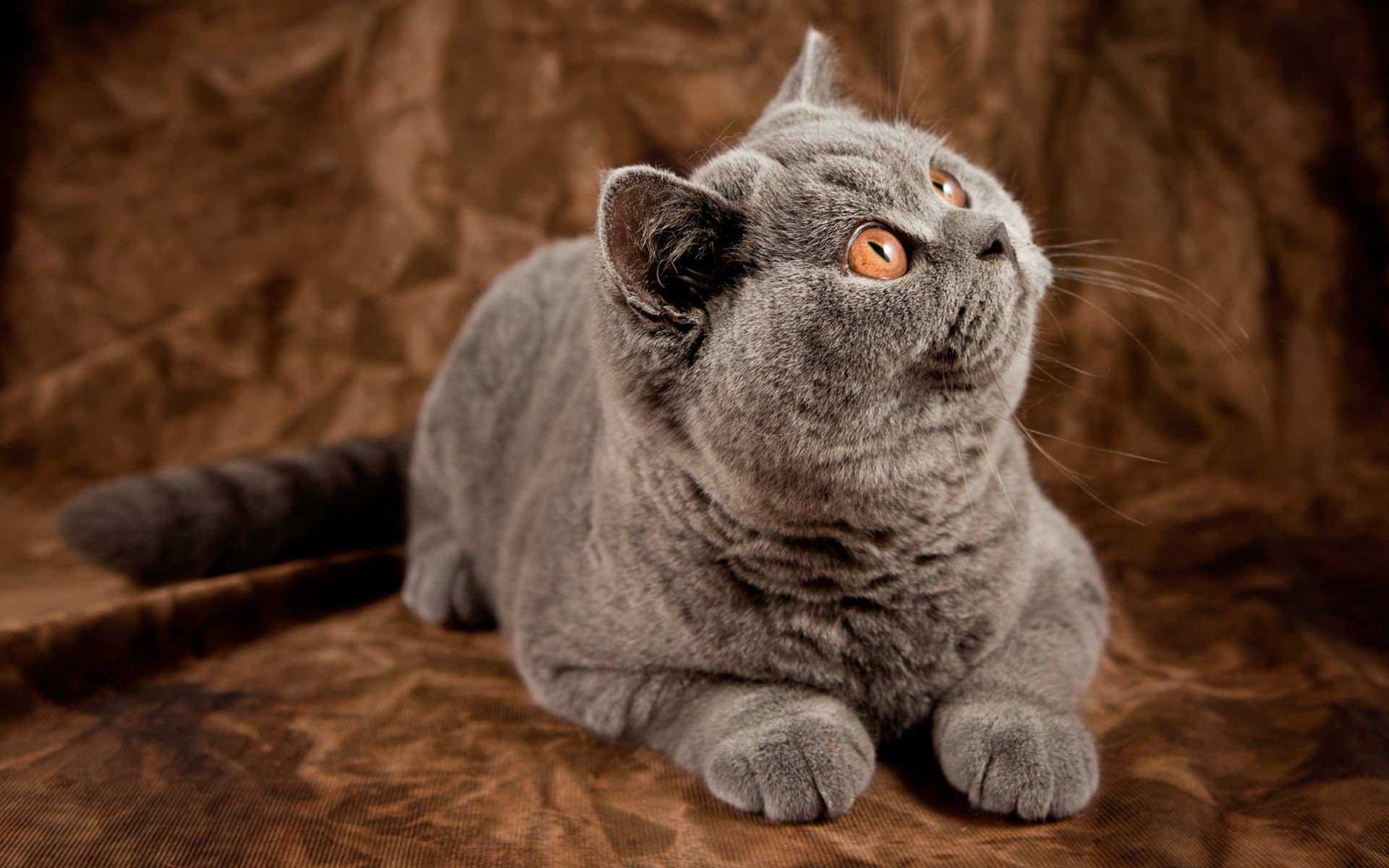 british shorthair chat chat britannique