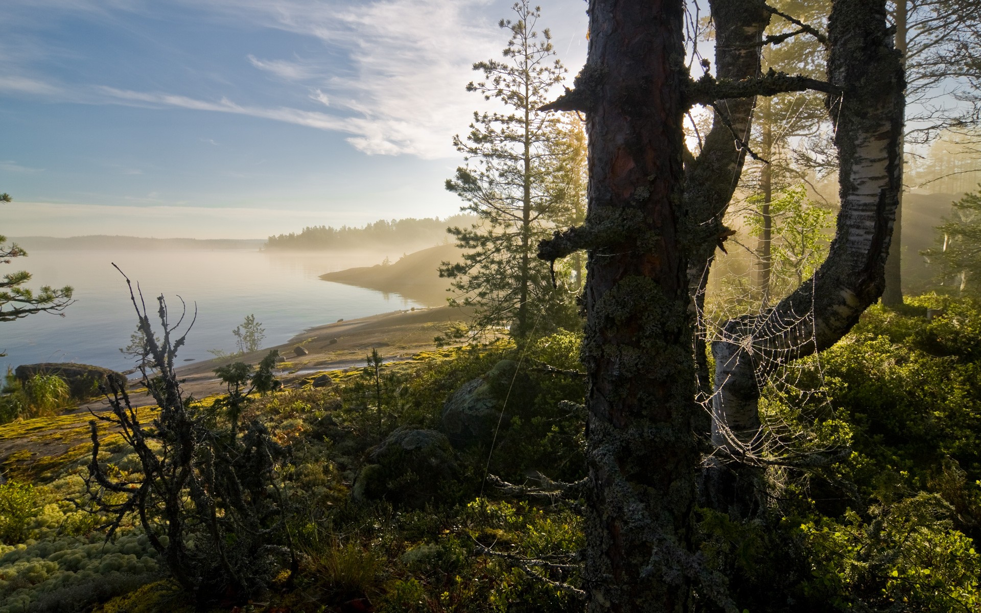 landschaft bucht wald spinnennetz nebel