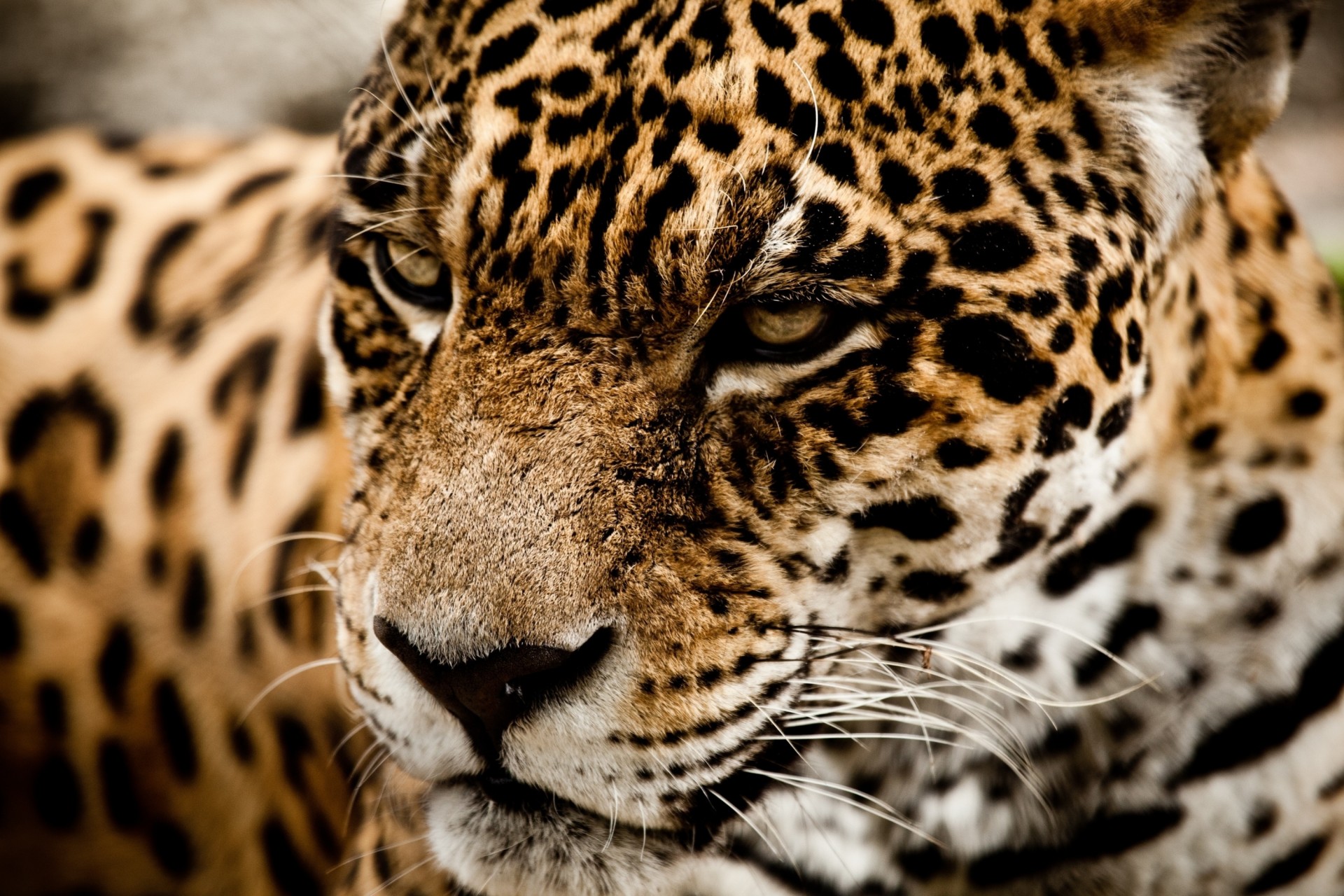 wild cat jaguar teeth