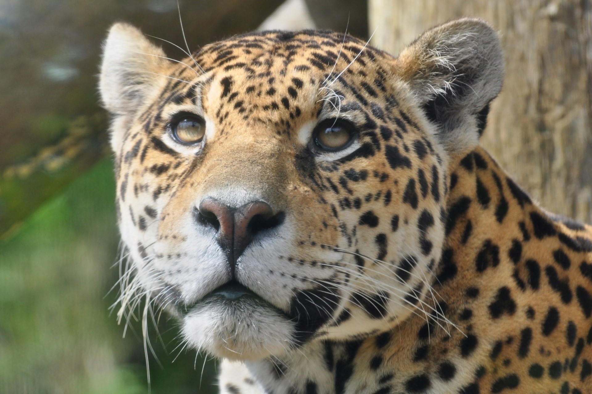 chat sauvage jaguar dents