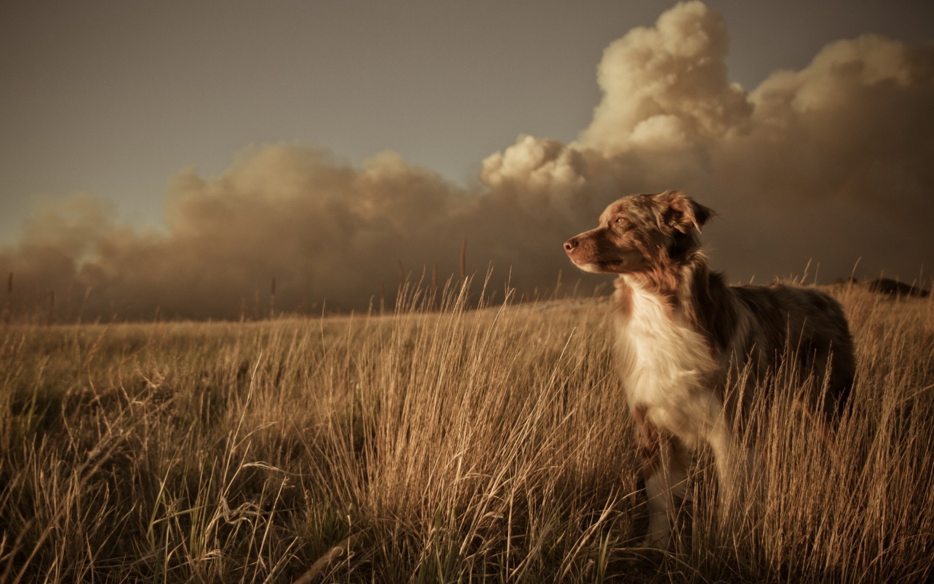 champ chien ami paysage coucher de soleil