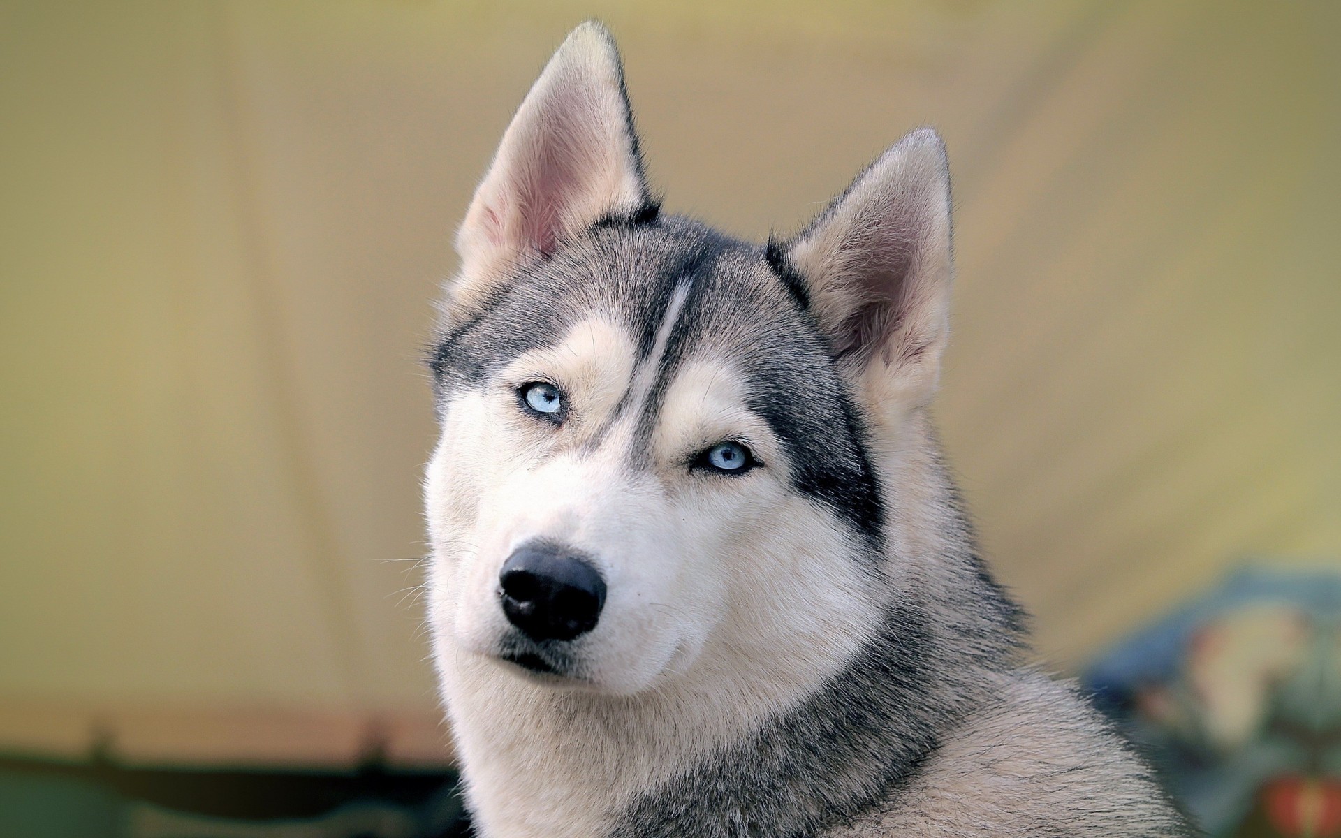 dog teeth husky view