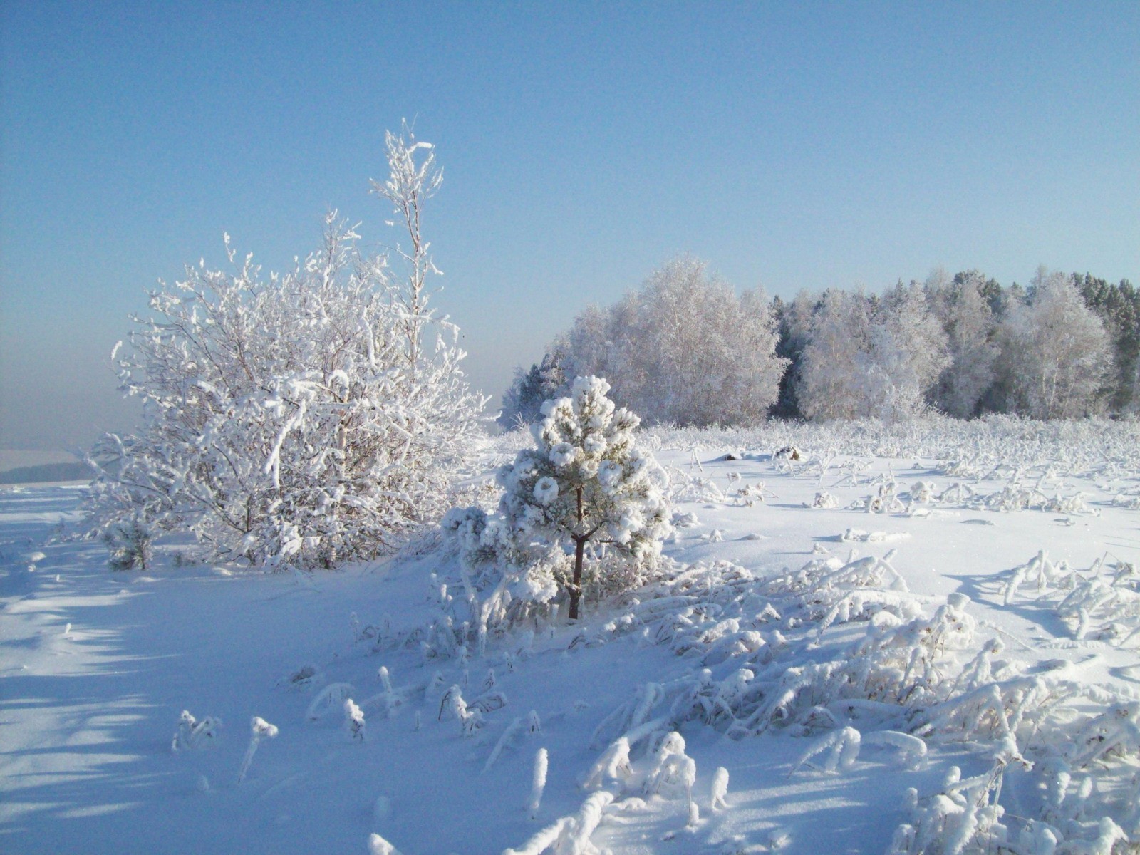 снег зима дерево