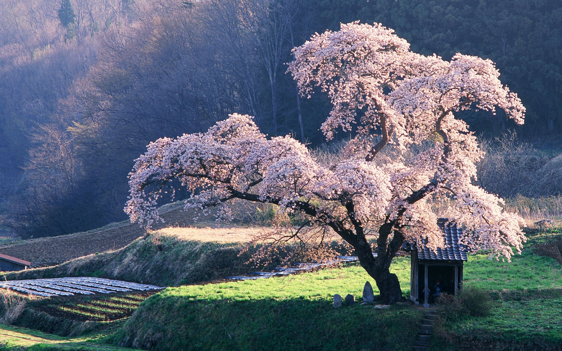 sakura albero armadio