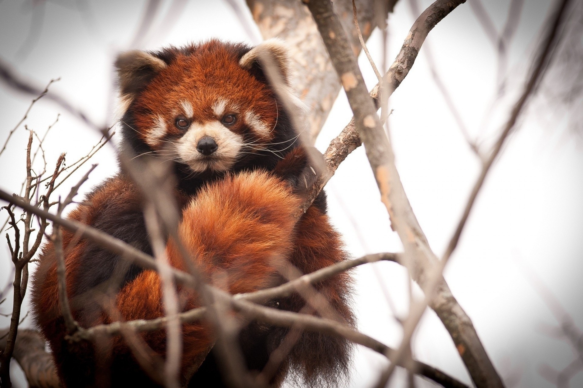 roter panda zweige