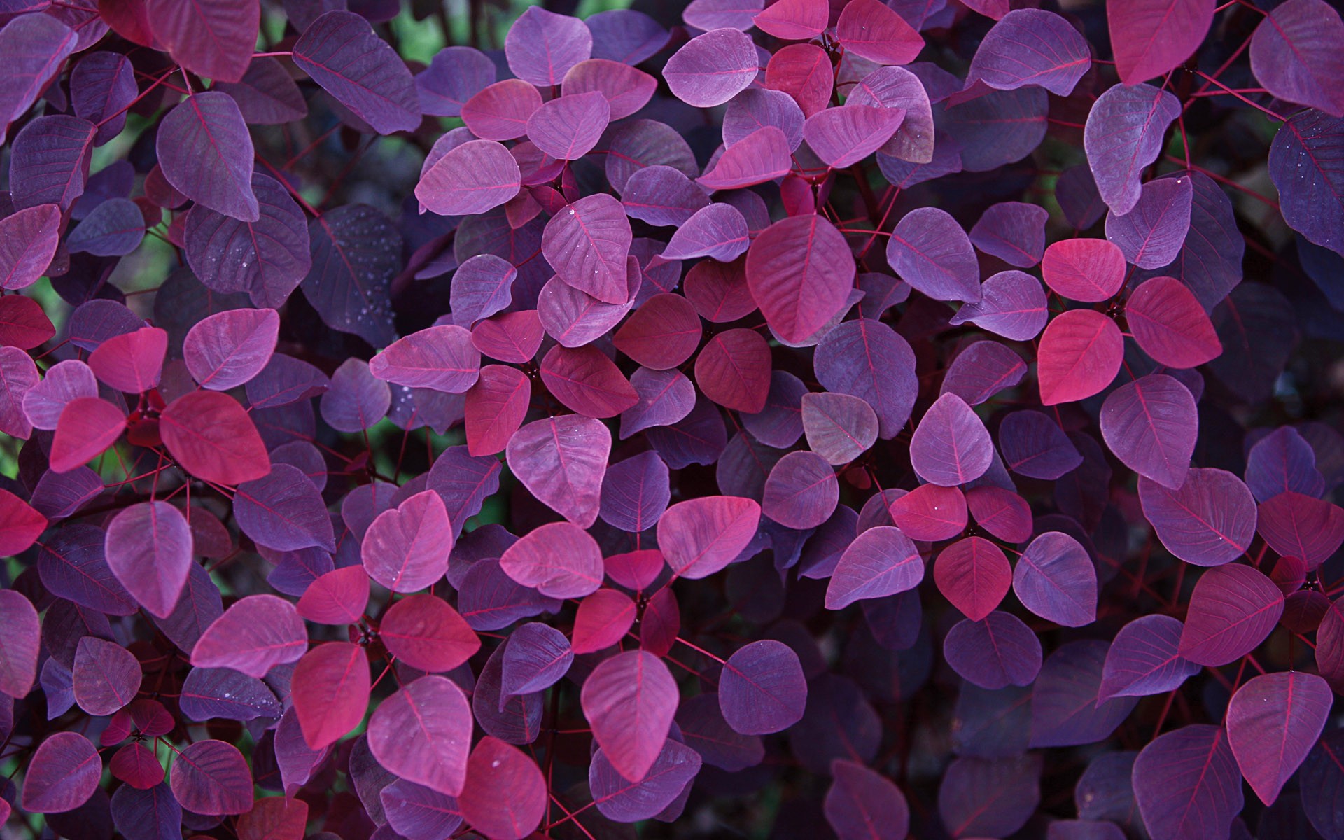 feuilles automne violet