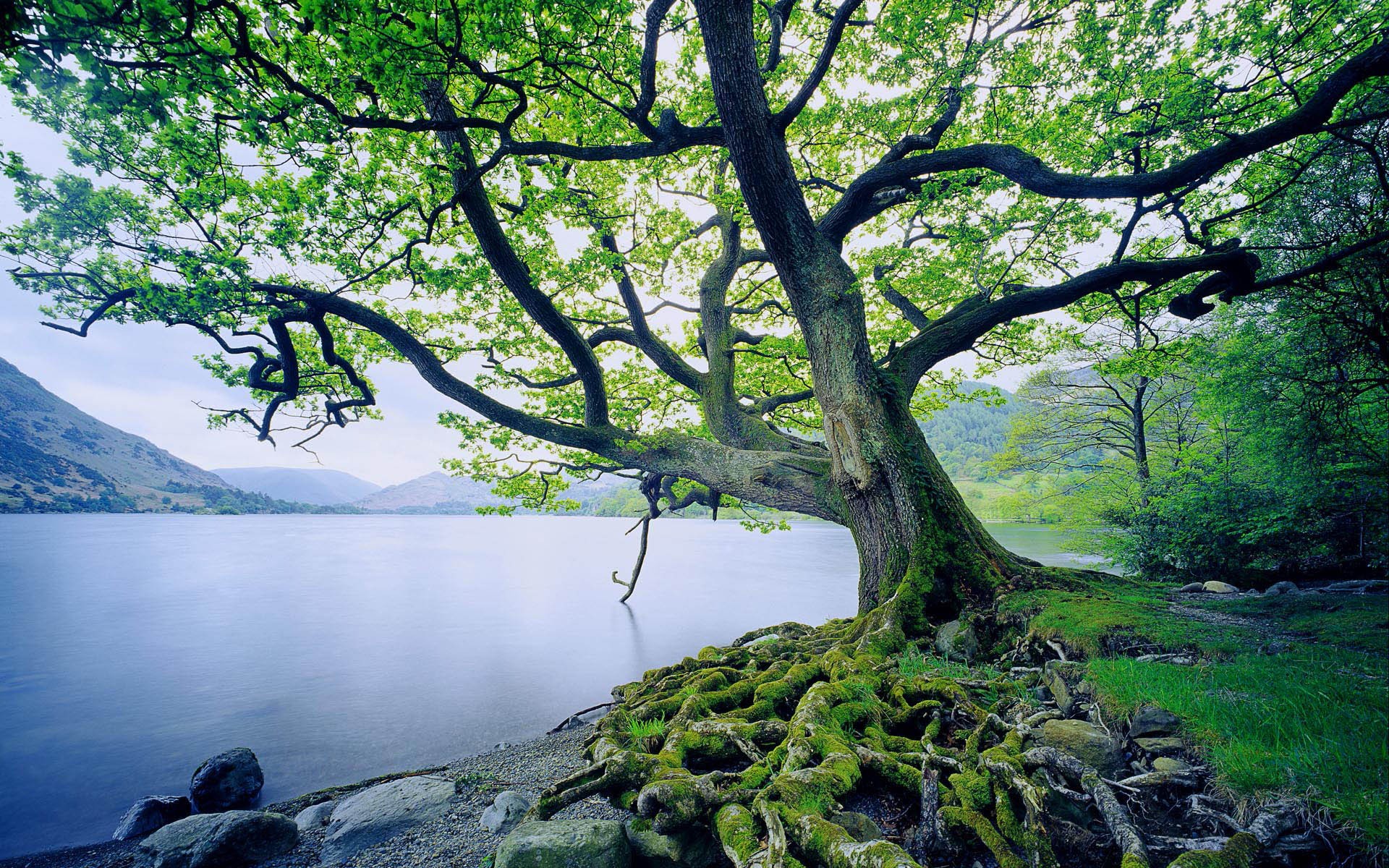 baum wasser moos gras wurzeln berge