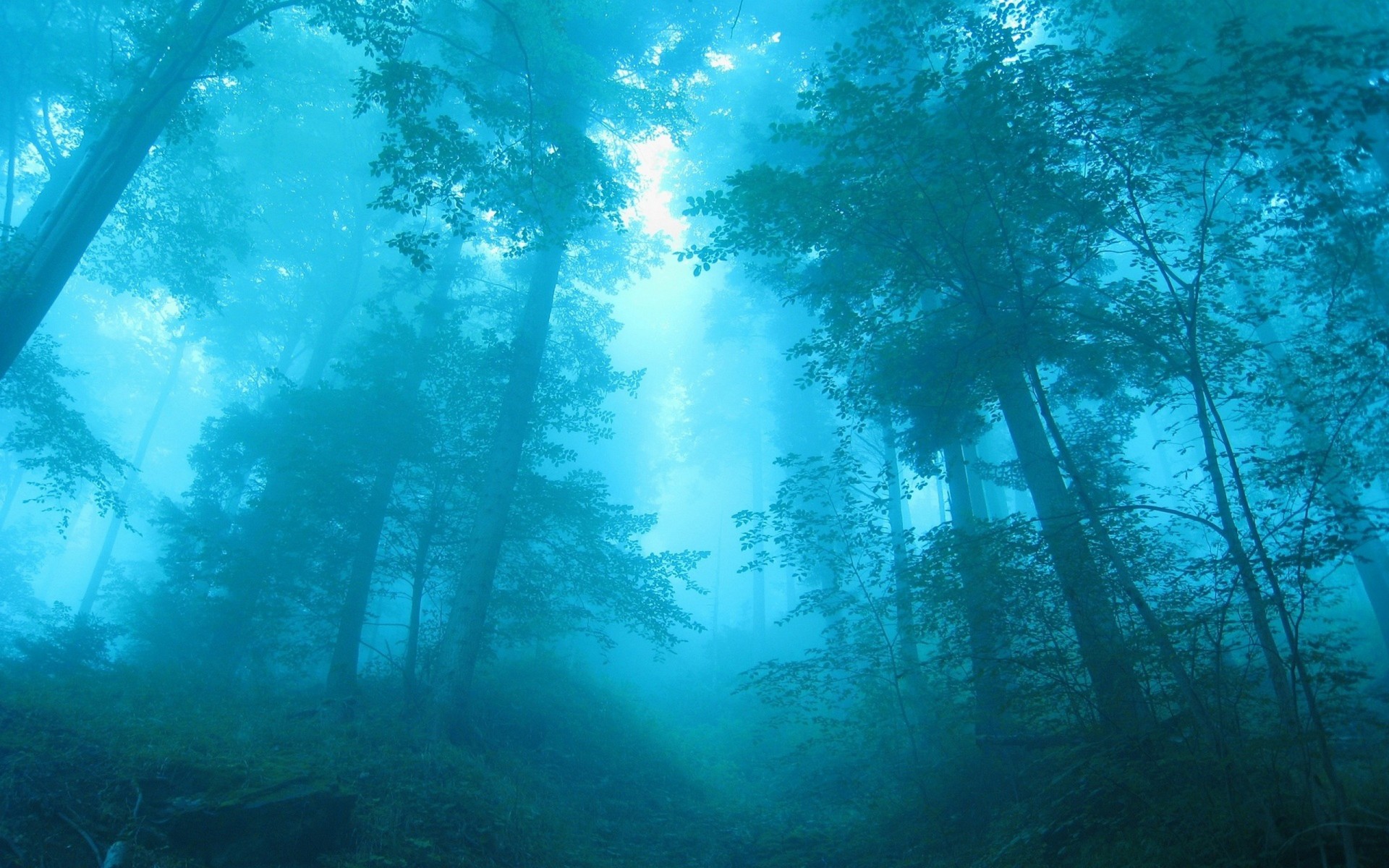 azul bosque árboles niebla