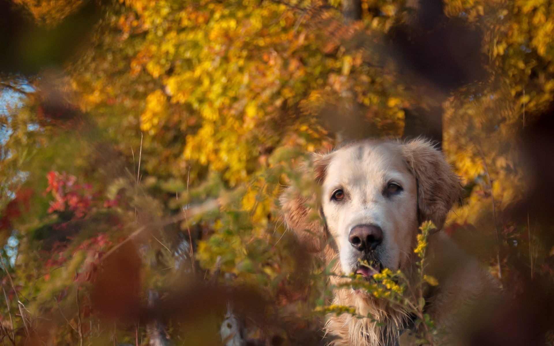 herbst hund freund