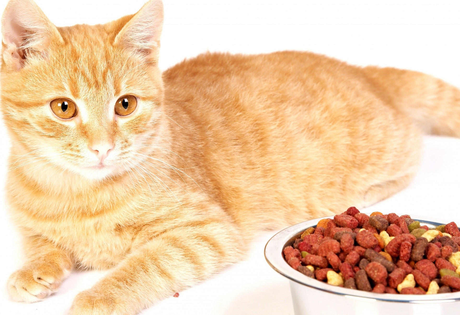 metal bowl striped food cat