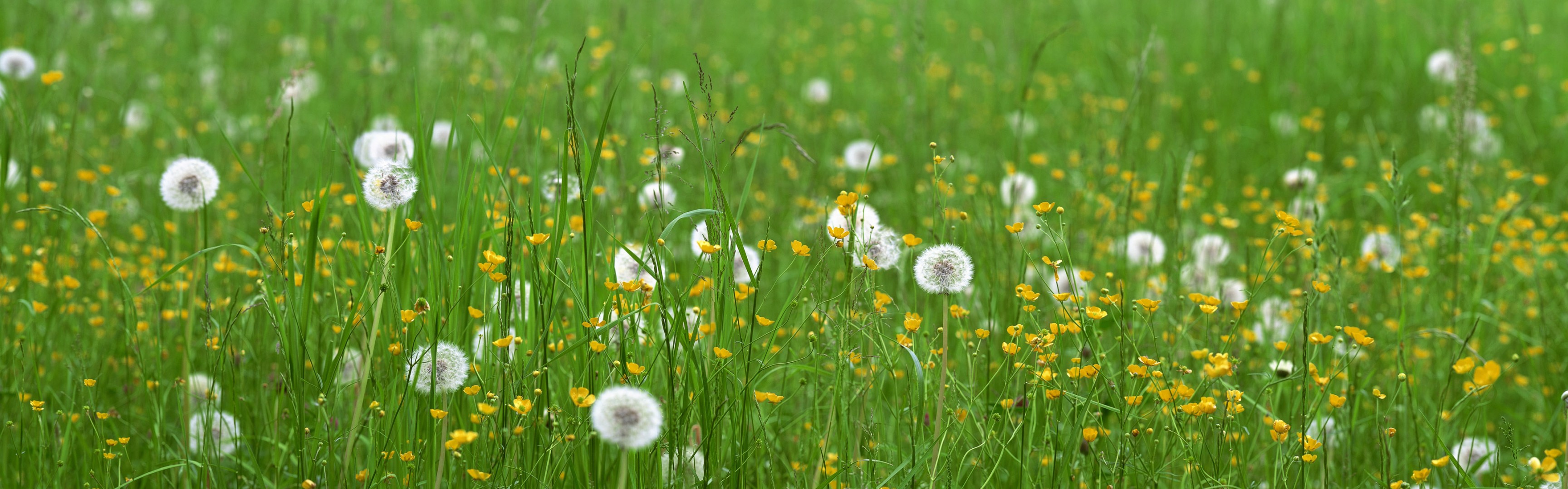 grass dandelions flower the field