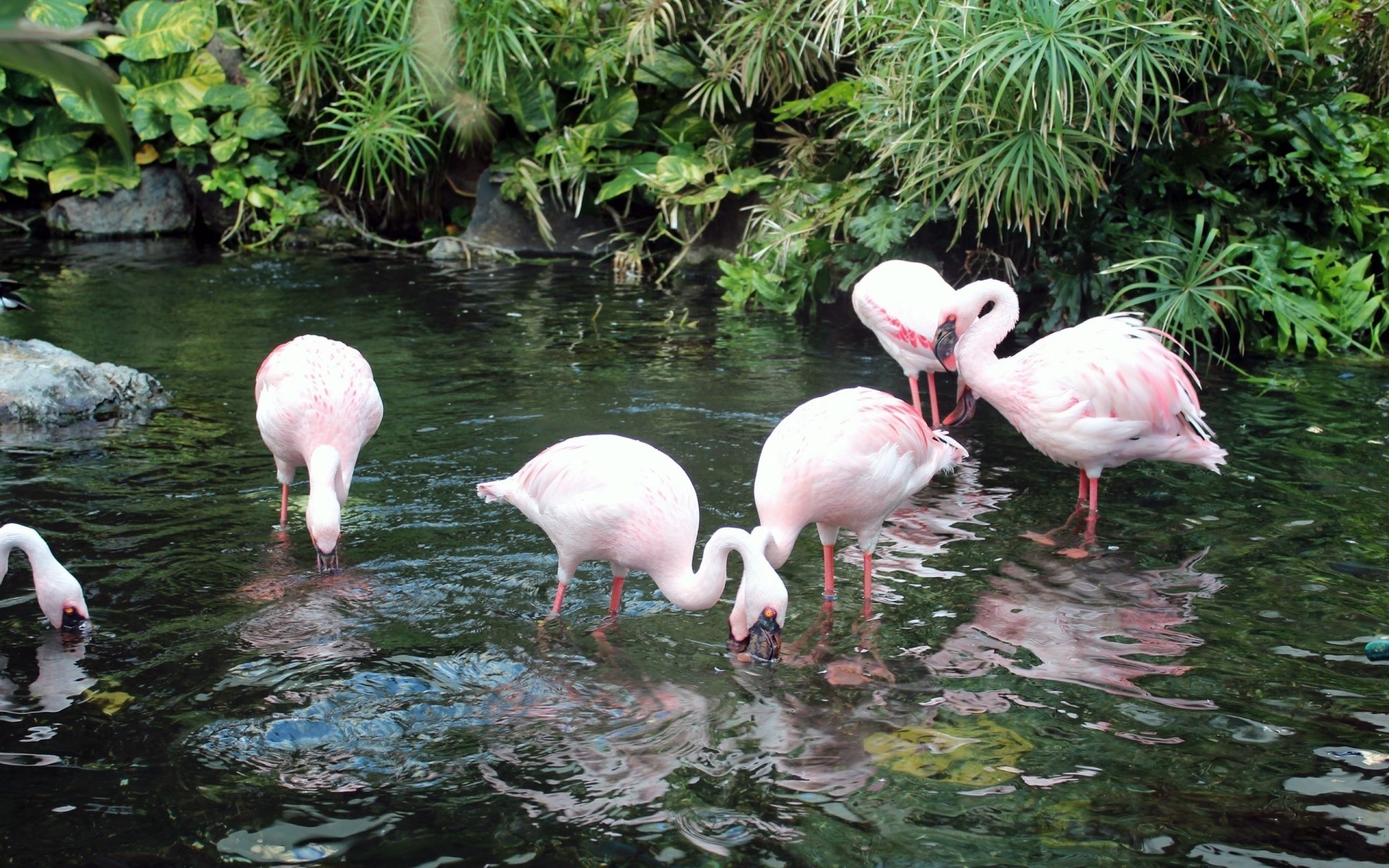 flamingos plants drinking river bird