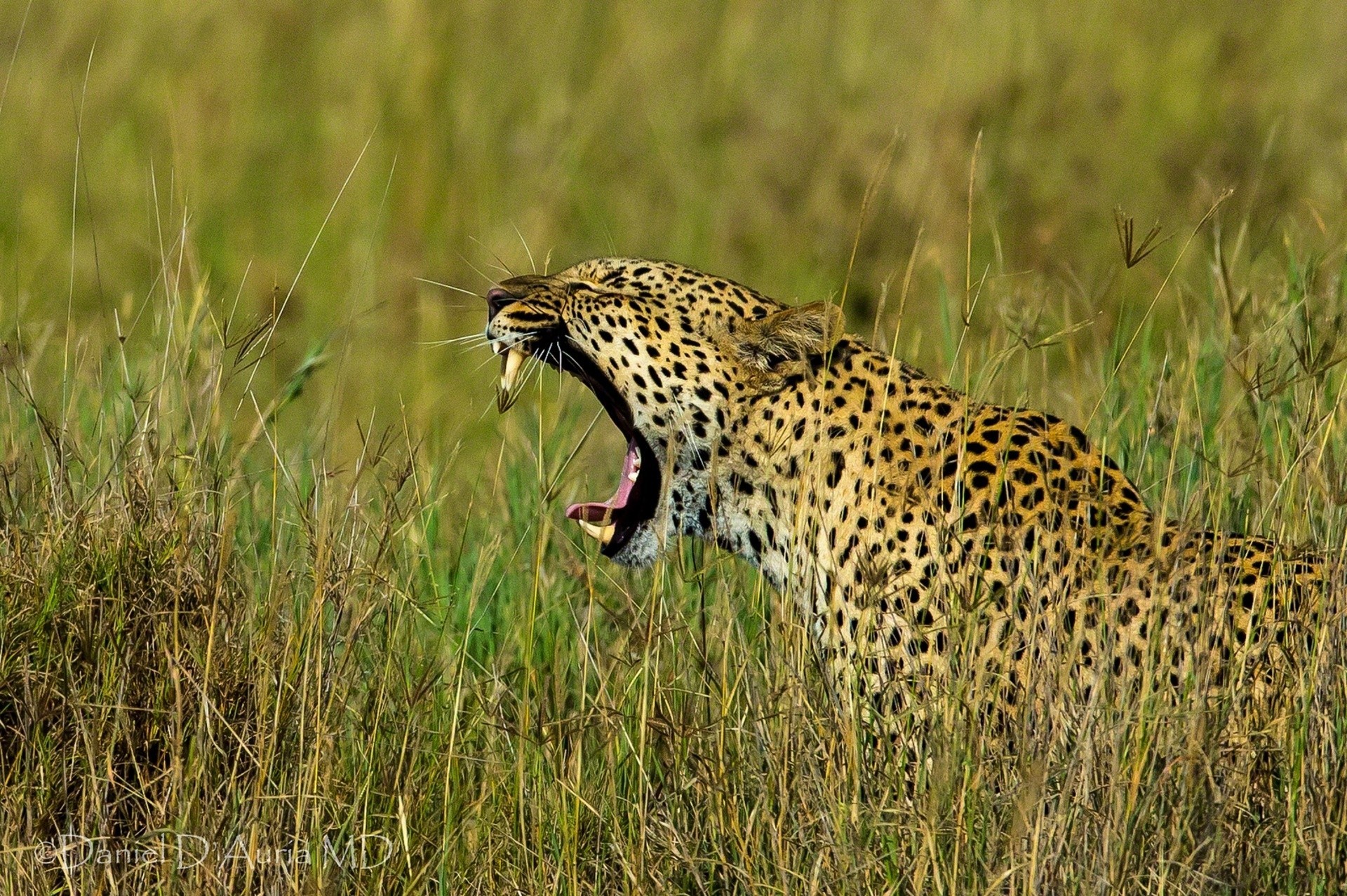 grass leopard