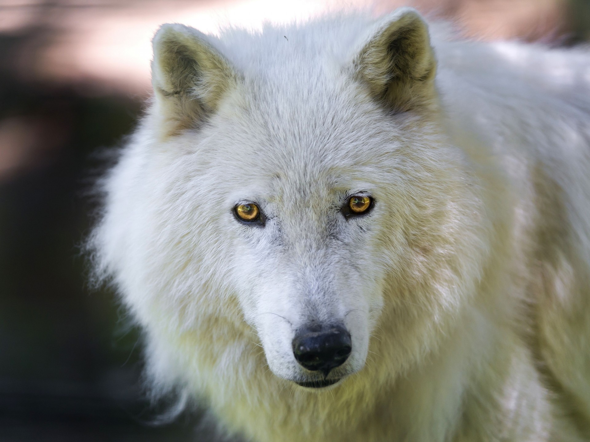 wolf zähne ansicht